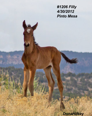 1206 Filly