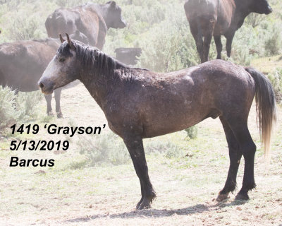 1419 Grayson