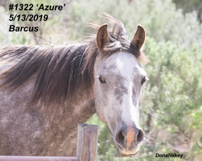 1322 'Azure'