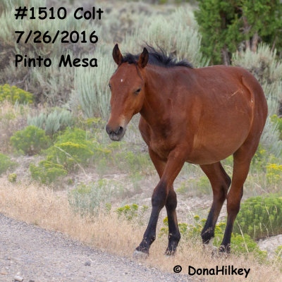 1510 colt