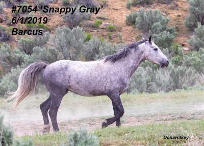 7054 Snappy Gray