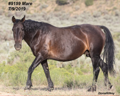 9159 Mare