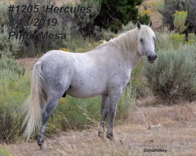 BARCUS/PINTO STALLIONS