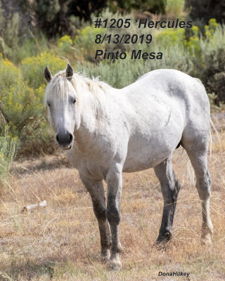 1205 Stallion 'Hercules