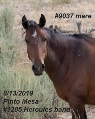 9037 Mare