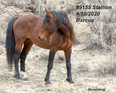 9155 Stallion