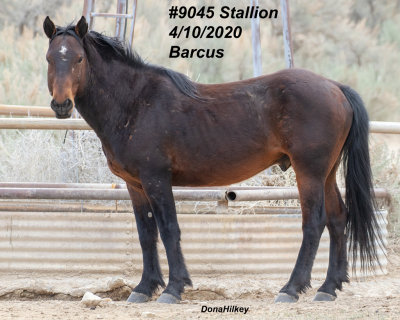 9045 Stallion