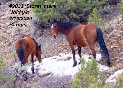 9033 Mare 'STORM'