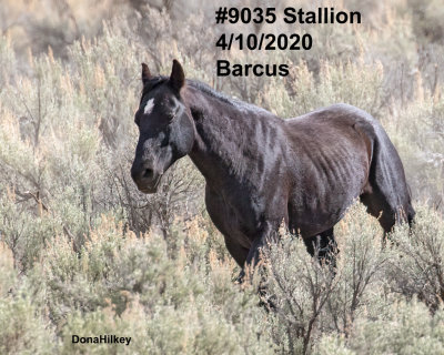 9035 Band Stallion