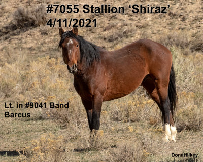7055 Shiraz