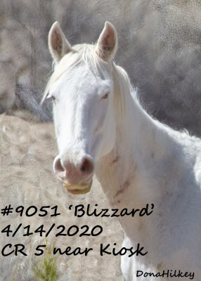 9051 Mare 'BLIZZARD'