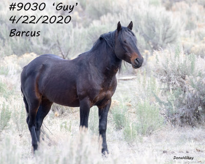 9030 Band Stallion  GUY