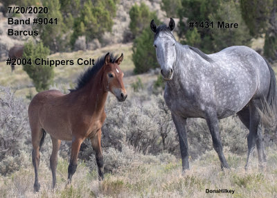 2004 Chipper