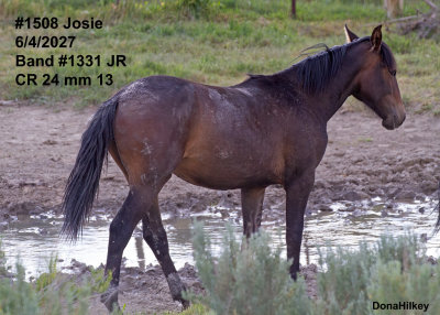 1508 'Josie'