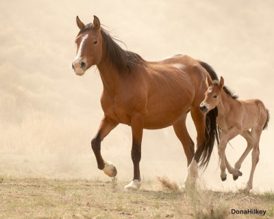 Ribbon-and-foal-2020-web-1.jpg