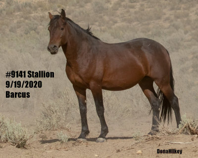 9141 Stallion