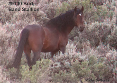 9130 Stallion 'BURT'