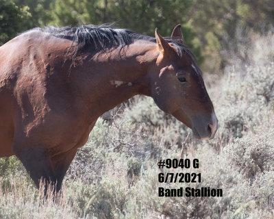 9040 Band Stallion  'G' 