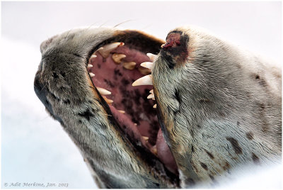 Leopard Seal