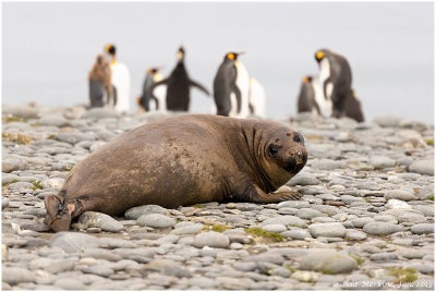 Elephant Seal