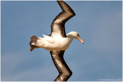 Black-browed Albatross