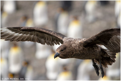 Brown Skua