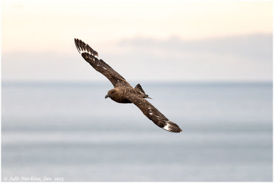 Brown Skua