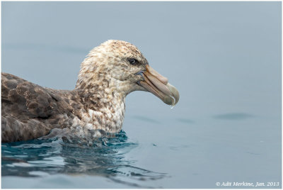 Petrels