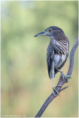 Night Heron