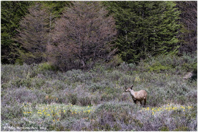 Patagonian huemul