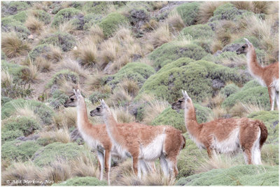 Guanaco