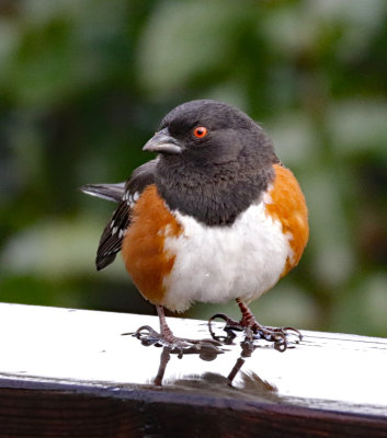 Eastern Towhee