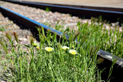 wildflowers on track