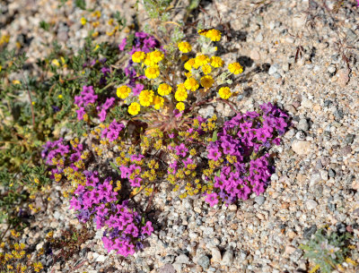 Amboy purple sand verbena yellow flowers