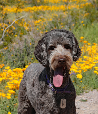 Purple in poppies 3 years old