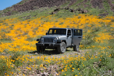 Jeep in poppies