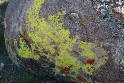 colorful lichen