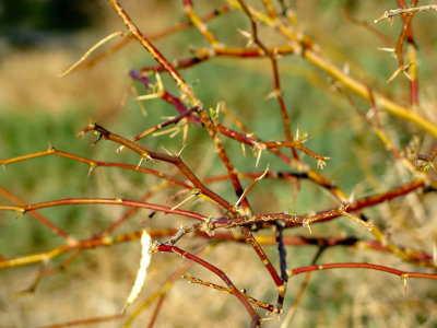 Mesquite thorns