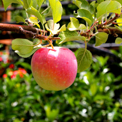 Nursery Apple