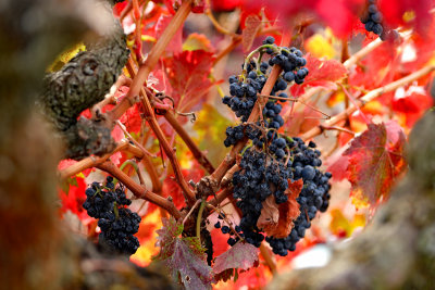 Old Vine Leftover Grapes