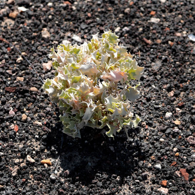 Desert Holly new growth