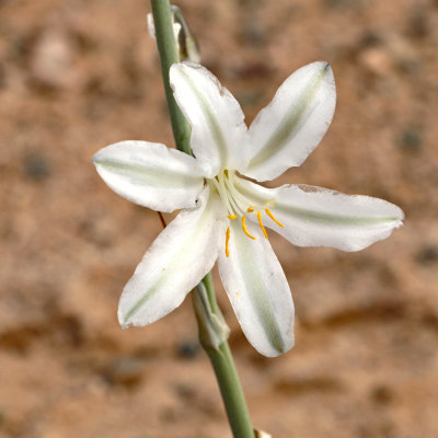 Desert Lily