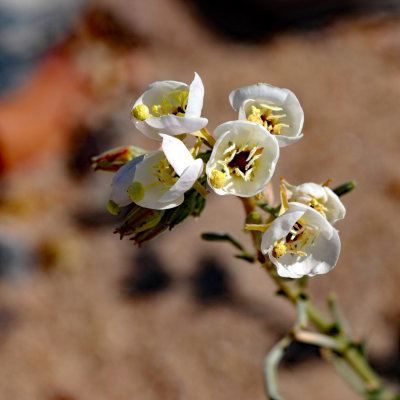 Round-leafed Phacelia