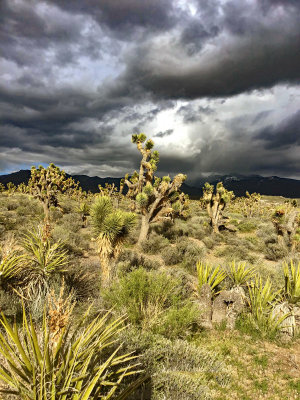 Joshua Tree