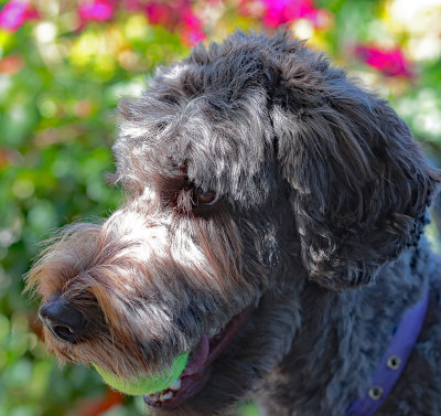 Purple 4.4 years old