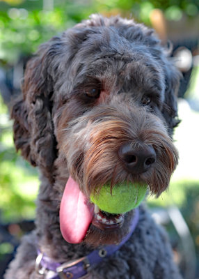 Purple with Ball