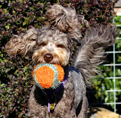 w Purple with ball det.jpg
