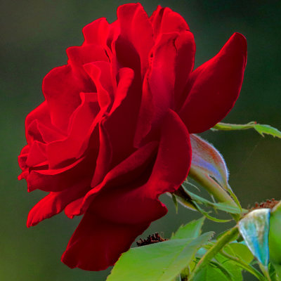 Red rose