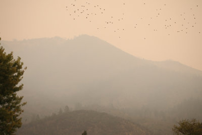 2020 Birds Across Smoke