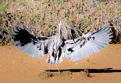 Great Blue Heron